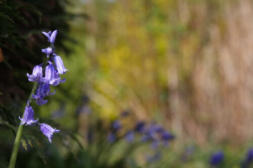 Bluebells