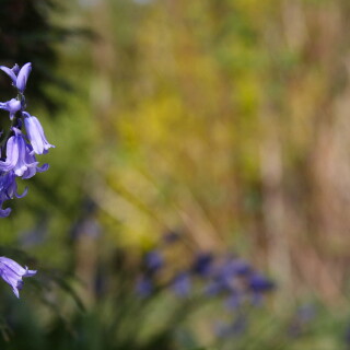 Bluebells