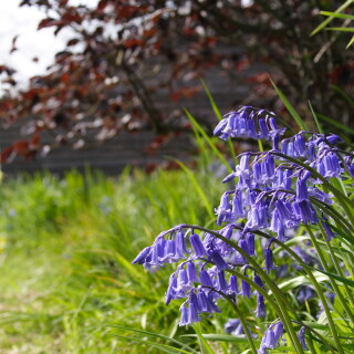 Bluebellsb6c2c73641b73ec7