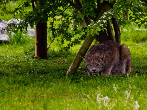 Canadian Lynx