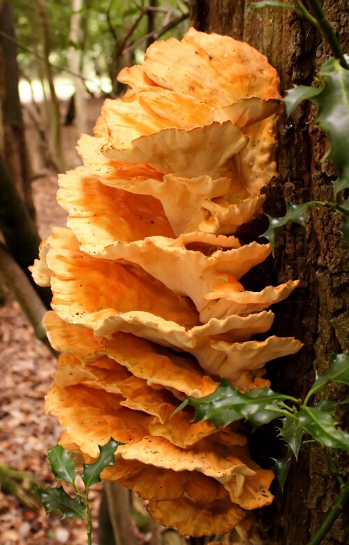 Fungus