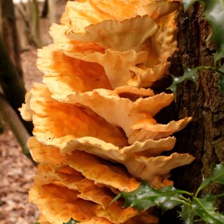 Fungus