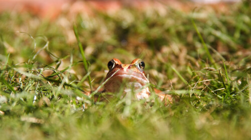 Hypnotoad