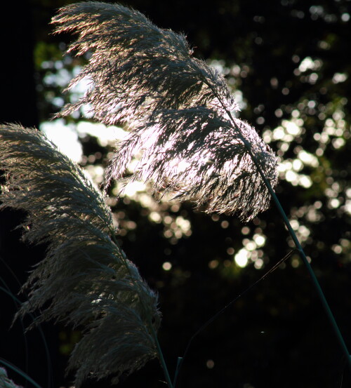 Pampas grass