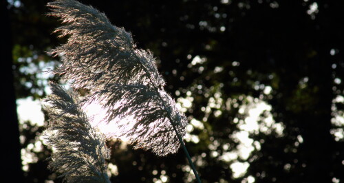 Pampas grass