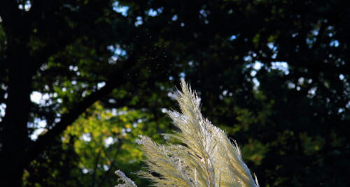 Pampas grass