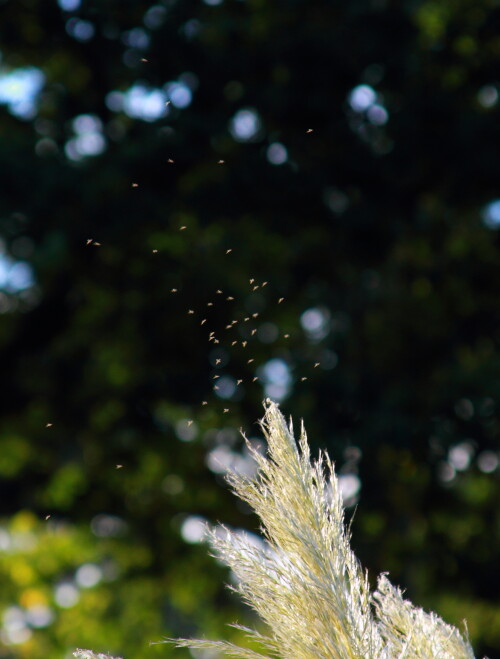 Pampas grass