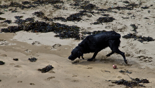 10 throw ball in water
20 dog fetches ball
30 dog shakes off water
40 dog rubs himself in seaweed
50 owner realises dog smells of seaweed and needs a wash
60 goto 10