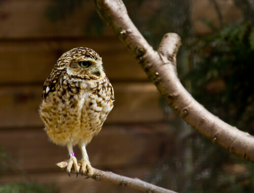 Cotswold Wildlife Park.