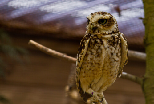 Cotswold Wildlife Park.