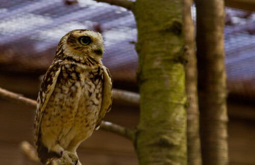 Cotswold Wildlife Park.