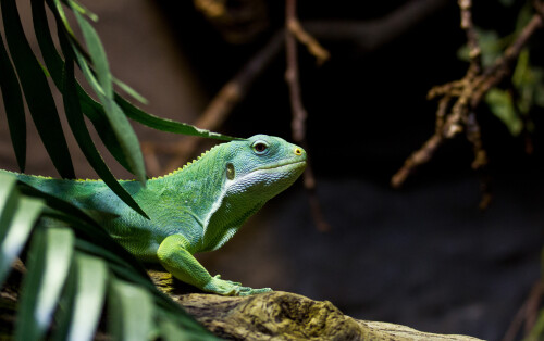 Cotswold Wildlife Park.