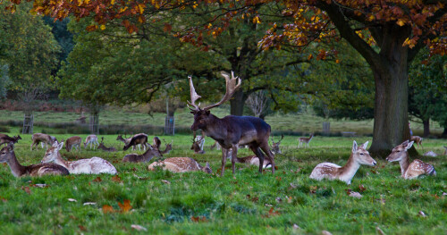 Deer at Richmond Park