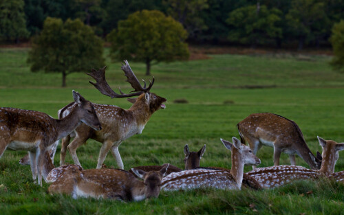 Deer at Richmond Park