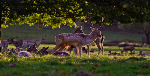 Deer at Richmond Park