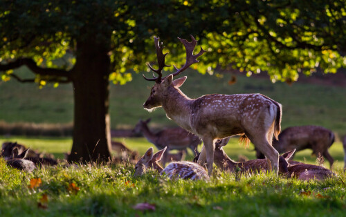 Deer at Richmond Park