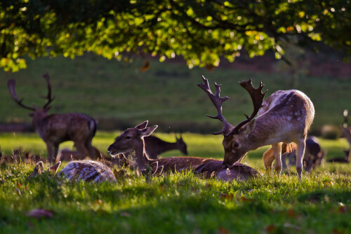 Deer at Richmond Park