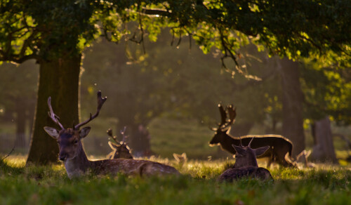 Deer at Richmond Park