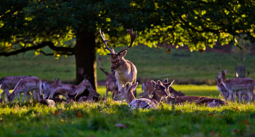 Deer at Richmond Park