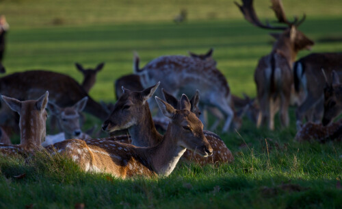 Deer at Richmond Park