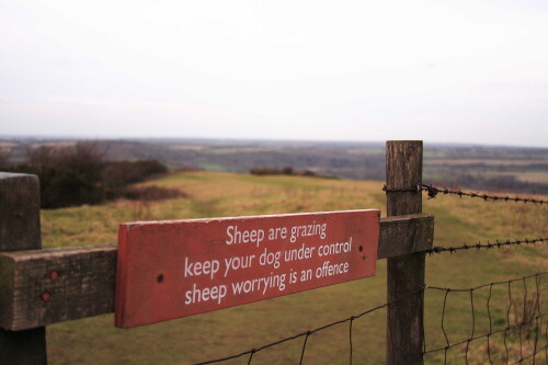 Sheep worrying