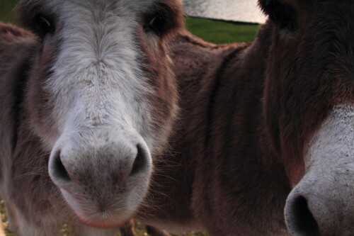 After chasing after a woman in a quest for food, and forcing her to take refuge in her car while husband and daughter looked on in fits of giggles, these two turned their attention to my camera.  I stared at them, and they just stared back.  

That's when the attack came - not from the front, no, from the side, from the other 10 donkeys I didn't even know were there.