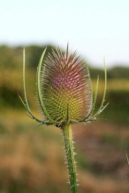 More Depth-of-Field porn