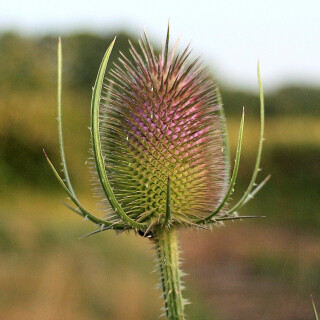 Thistle