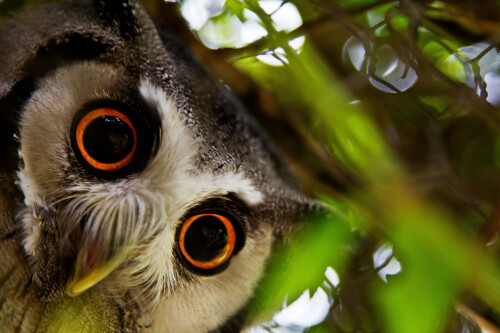 White-faced-Scops-Owl.jpg