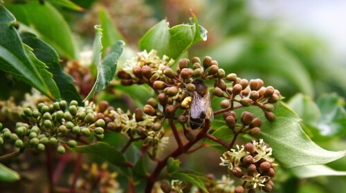 Can't get near the hedge to trim it as it is gently humming with activity.