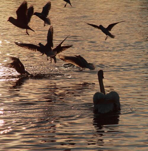 Hatchet's pond at (not) sunset