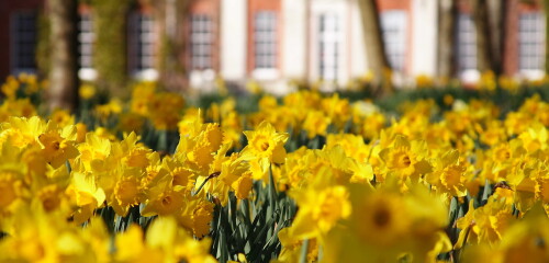 daffodils