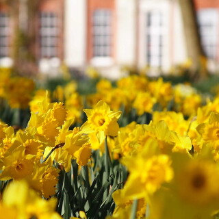 daffodils