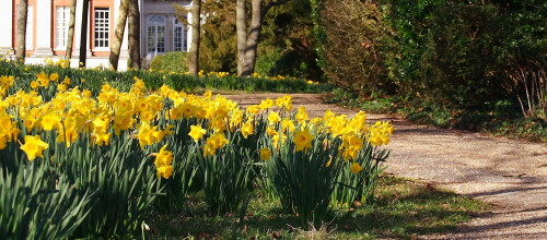 daffodils