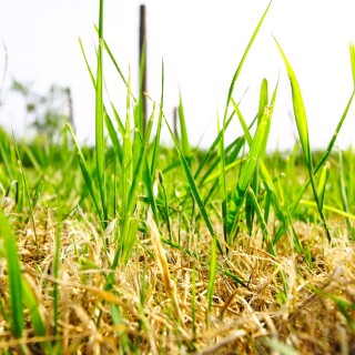 grass