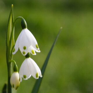 snowdrops